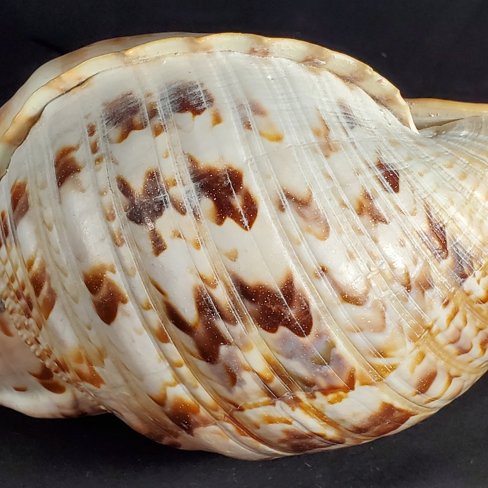 Triton's Trumpet Gaint Shell 14" - Picture 5 of 9